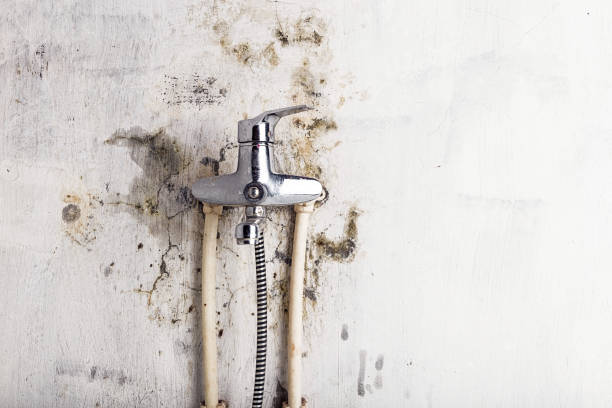 Mold Testing and Removal in Coats Bend, AL