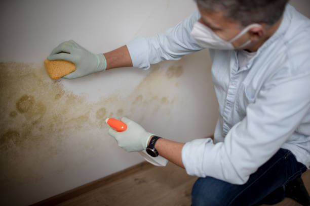 Best Home Mold Removal  in Coats Bend, AL