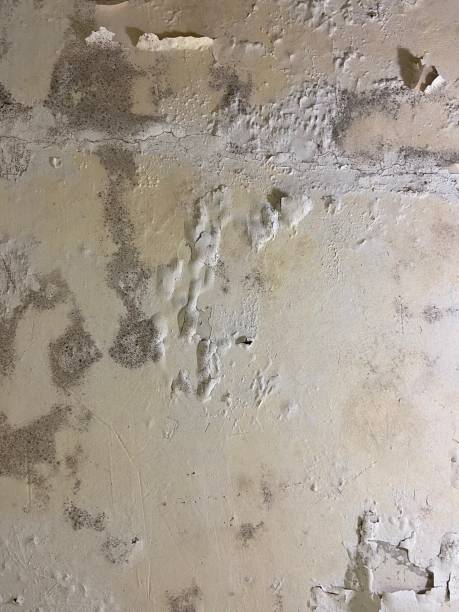 Best Mold Removal Specialists  in Coats Bend, AL