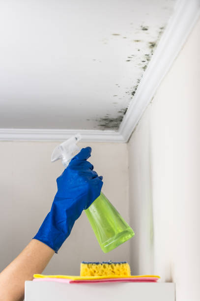 Best Crawl Space Mold Removal  in Coats Bend, AL