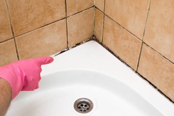 Best Crawl Space Mold Removal  in Coats Bend, AL