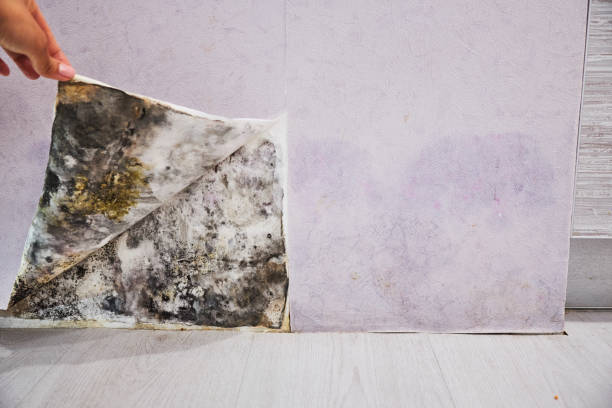 Best Home Mold Removal  in Coats Bend, AL